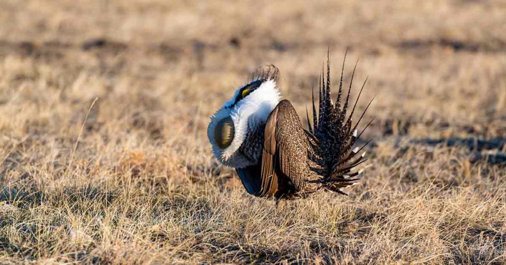 Sage-Grouse Working Group Seeks Mining Rep.