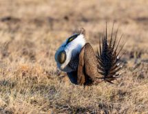 More Sage-Grouse Seen During Spring 2025 Lek Counts