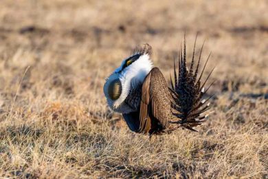 Sage-Grouse Working Group Seeks Mining Rep.