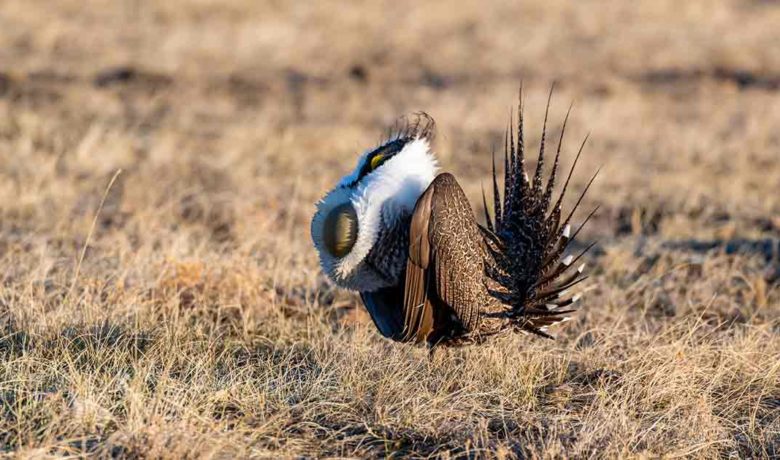 Public Comment Period on Sage Grouse Maps Extended