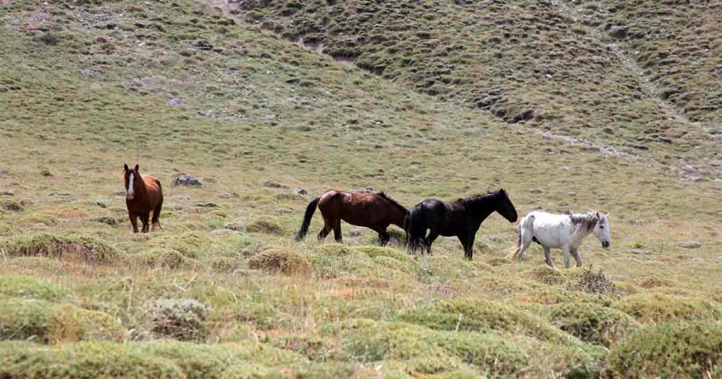 Southern Wyoming’s Wild Horse Management Plan Has Been Updated