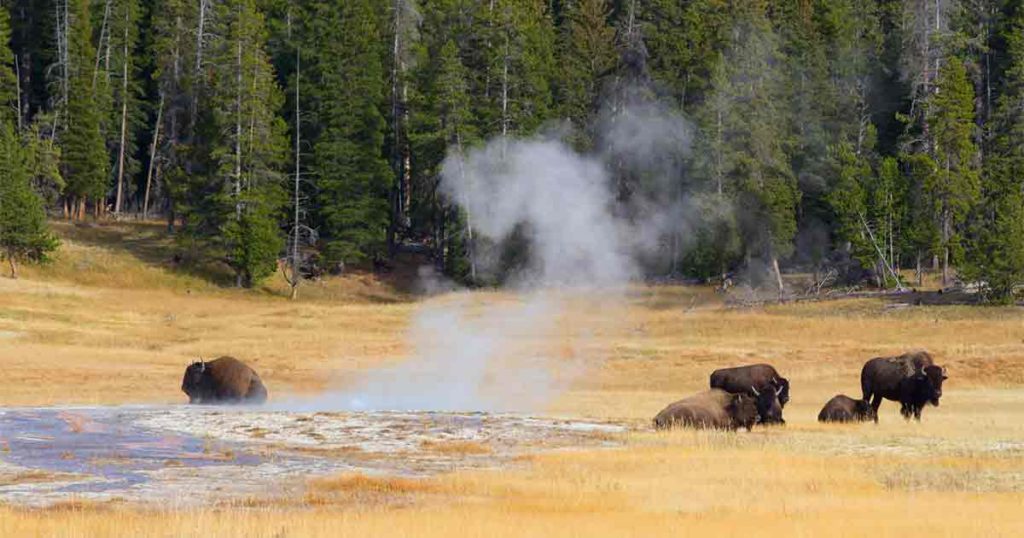 New Jersey Man Gored by Bison at Yellowstone Tuesday