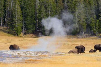 Bison Management EIS Draft for Yellowstone National Park Released