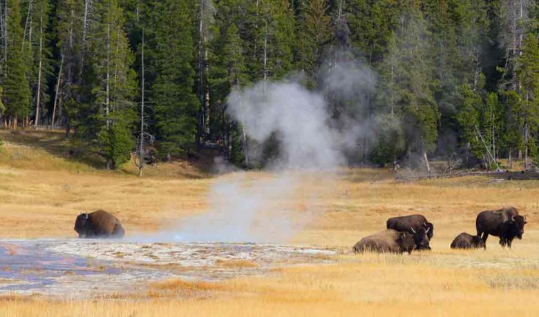 Bison Management EIS Draft for Yellowstone National Park Released