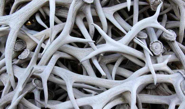 Shed Antler and Horn Collection Closure Remains in Effect Until May