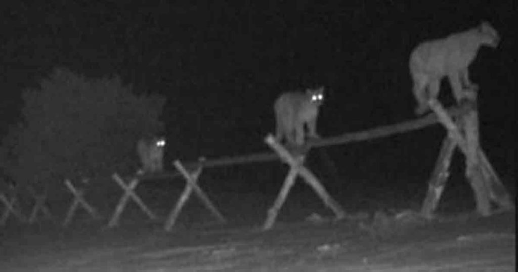 PHOTOS: More Cameras, More Cats? Puma Family Shows off Nimble Footing on Casper Mountain Fence