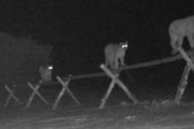 PHOTOS: More Cameras, More Cats? Puma Family Shows off Nimble Footing on Casper Mountain Fence