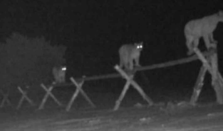 PHOTOS: More Cameras, More Cats? Puma Family Shows off Nimble Footing on Casper Mountain Fence