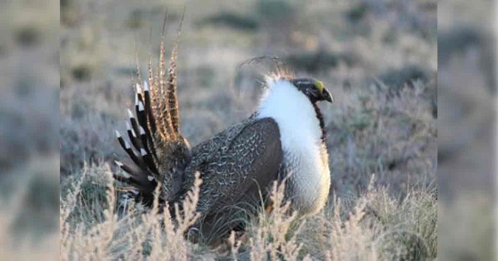 Southwest Sage Grouse Local Working Group to Meet