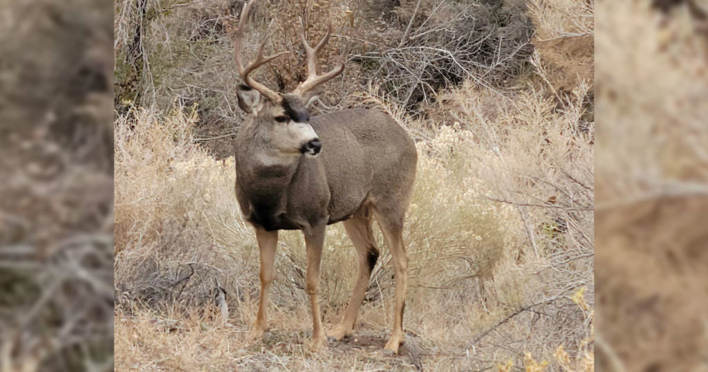 Public Input Sought for 2022 Hunting Seasons