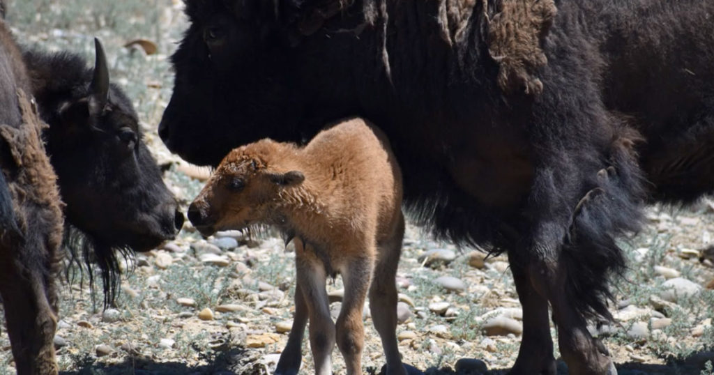 VIDEO: Circle of Life