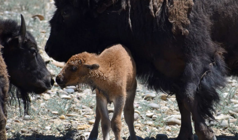 VIDEO: Circle of Life