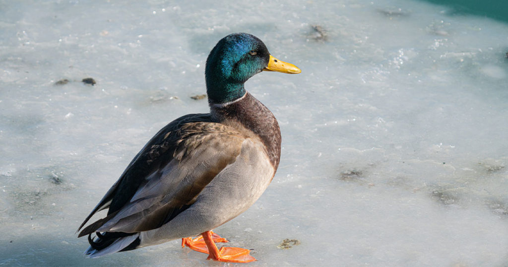 Wyoming Game and Fish Monitoring National Avian Flu Outbreak