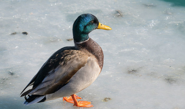 Wyoming Game and Fish Monitoring National Avian Flu Outbreak