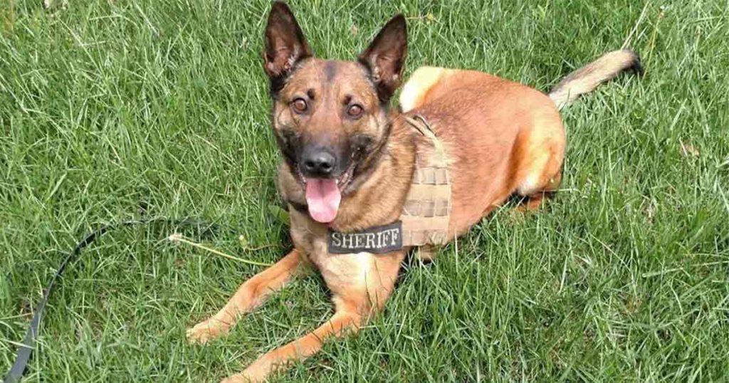 Sublette County’s K9 Wojtek Retires after 9 Years of Service