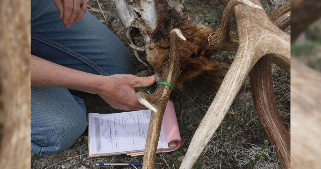 Shed Antler Hunting and Many WHMAs Opening on May 1