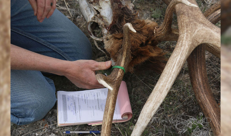 Shed Antler Hunting and Many WHMAs Opening on May 1