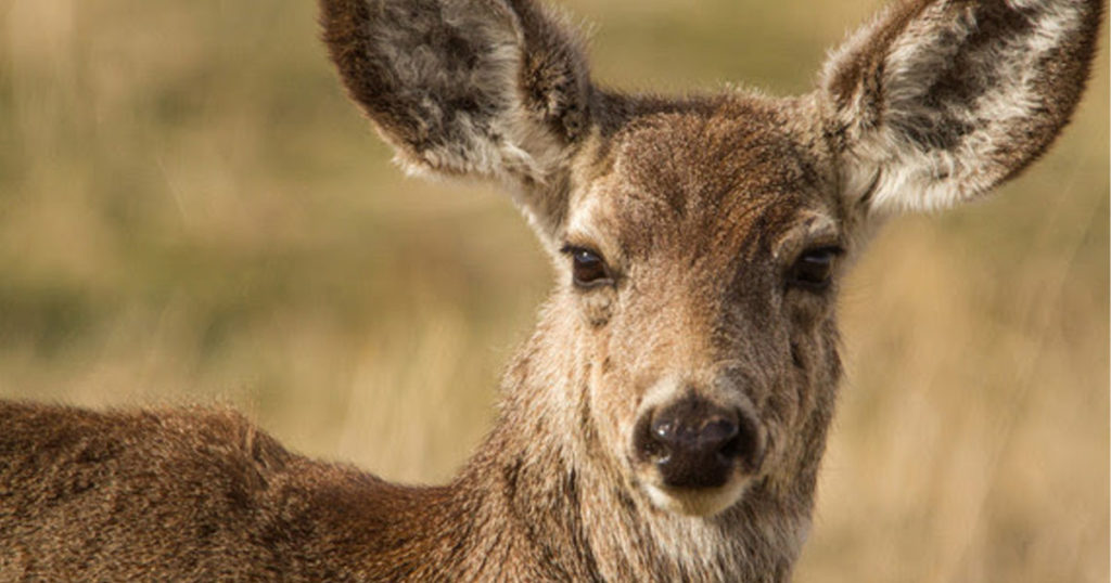 New Laws To Impact Wildlife, Hunting and Fishing