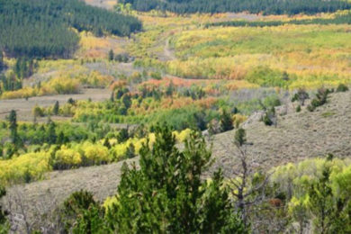 Legislature Helps Fund Aspen Restoration on South Pass