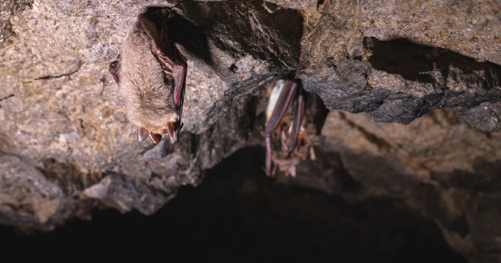 Fungus That Causes White-Nose Syndrome in Bats Discovered in Wyoming
