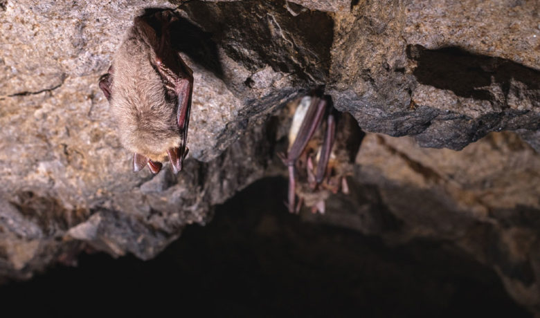 Fungus That Causes White-Nose Syndrome in Bats Discovered in Wyoming