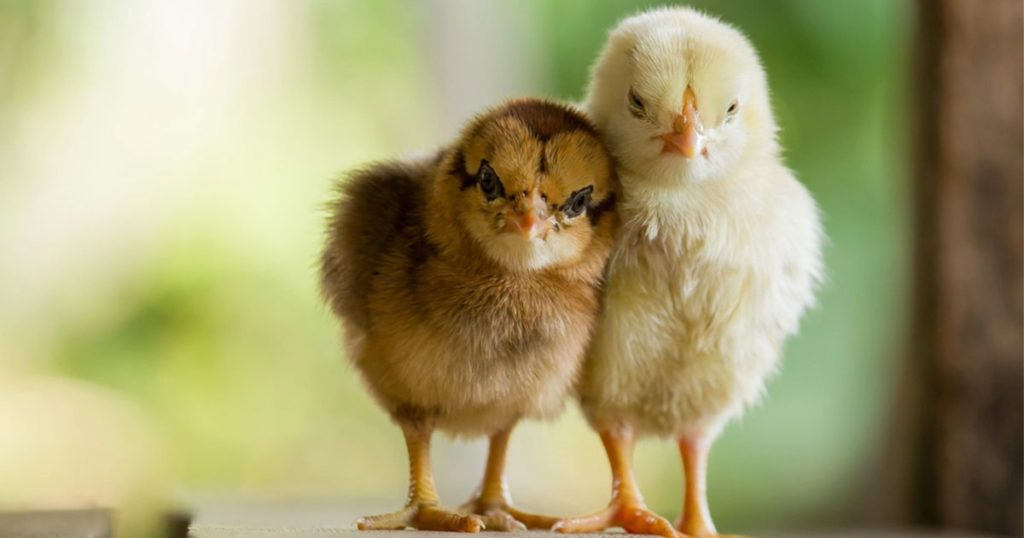 WDH Wants to Remind Wyomingites that Chicks May Carry Harmful Germs