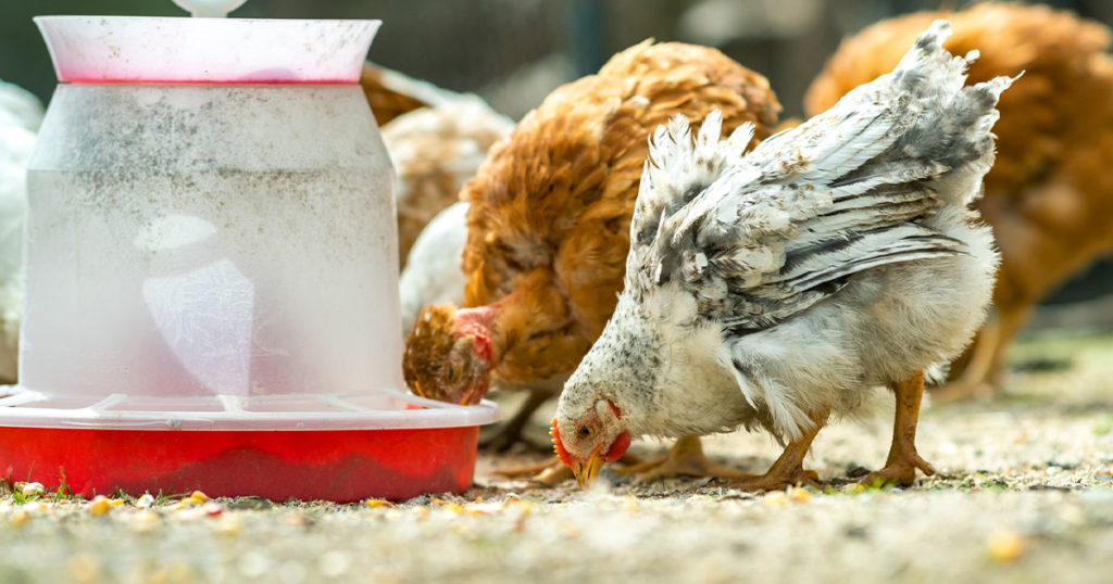 OPINION: Backyard Chickens Shouldn’t be Allowed in Rock Springs