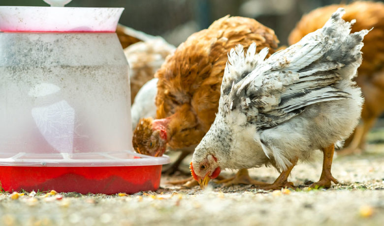 OPINION: Backyard Chickens Shouldn’t be Allowed in Rock Springs