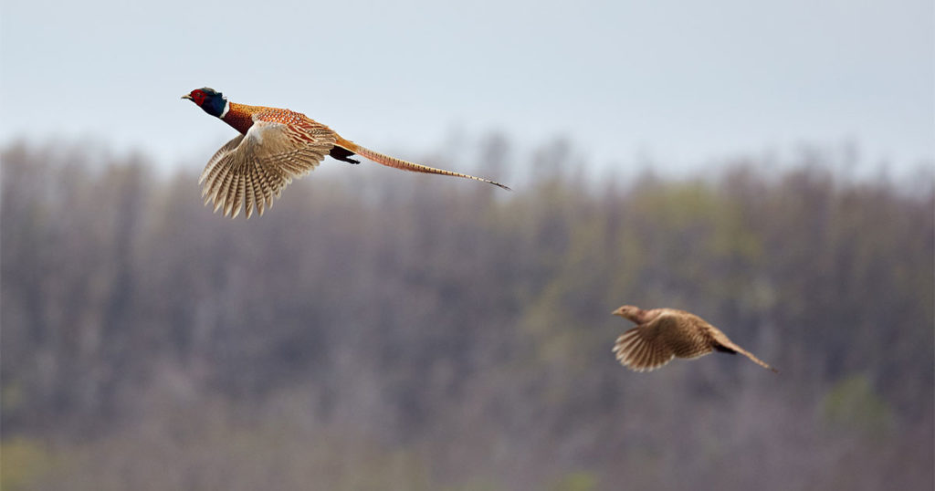 Game and Fish Manages Bird Flu Risk at Pheasant Farms