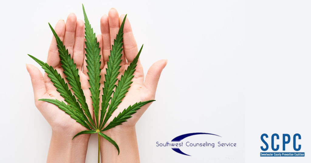 Planting Seeds: Important Differences in the Cannabis Plant Between Marijuana, Hemp, CBD, and THC