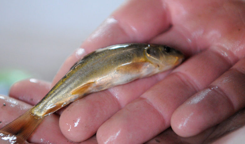 Flaming Gorge Dam to Increase Water Release to Help Razorback Sucker Larvae