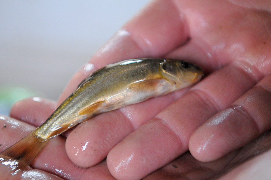 Flaming Gorge Dam to Increase Water Release to Help Razorback Sucker Larvae