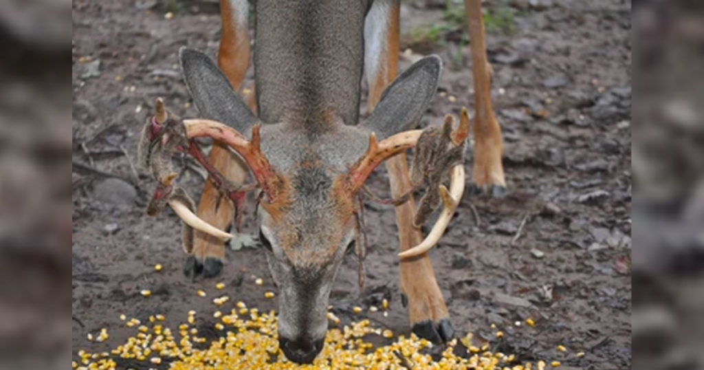 Former Kinnear Couple Pleads Guilty in Federal Wildlife Baiting Case