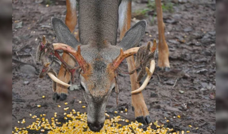 Former Kinnear Couple Pleads Guilty in Federal Wildlife Baiting Case
