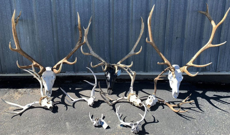 Two Sweetwater Men Convicted on Multiple Poaching Violations