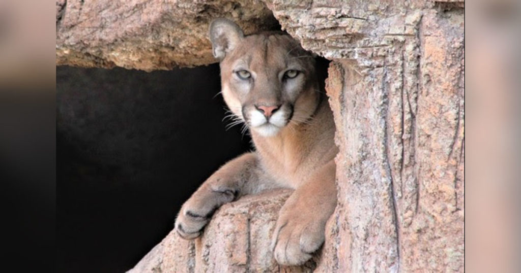 Public Invited to Attend ‘Living in Large Carnivore Country’ Workshop