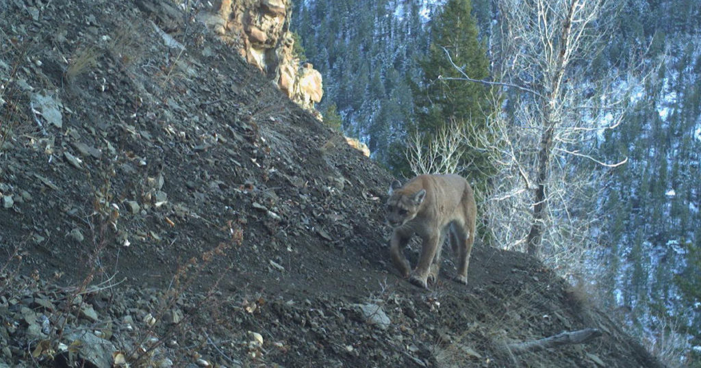 Public Comments Sought on Gray Wolf, Mountain Lion Hunting Seasons
