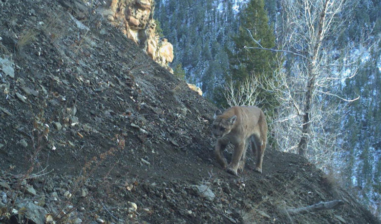 Public Comments Sought on Gray Wolf, Mountain Lion Hunting Seasons