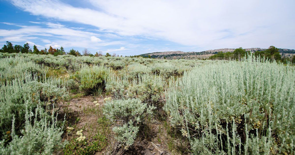 Steamboat Mountain Area Temporarily Closed to Motorized Vehicles 