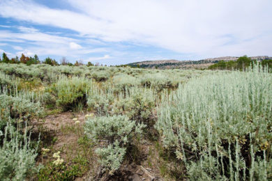 BLM Approves Application for Underground Storage of Carbon Dioxide on Public Lands