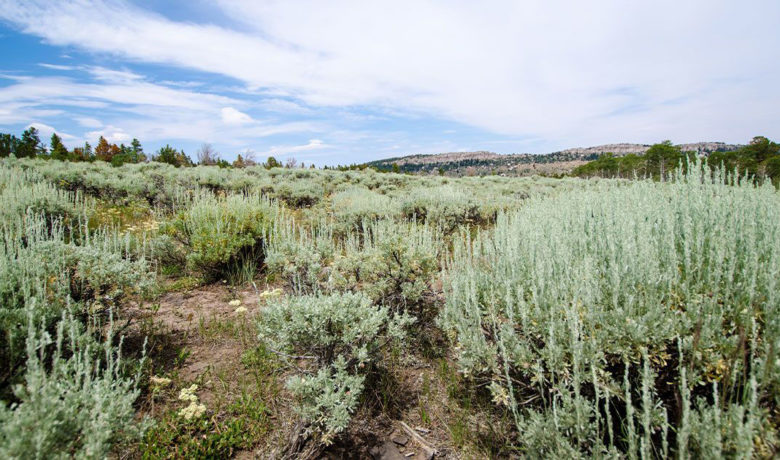 Steamboat Mountain Area Temporarily Closed to Motorized Vehicles 