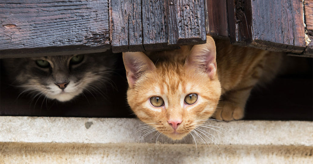 An Ordinance Addressing the City’s Community Cat Population Moves Forward