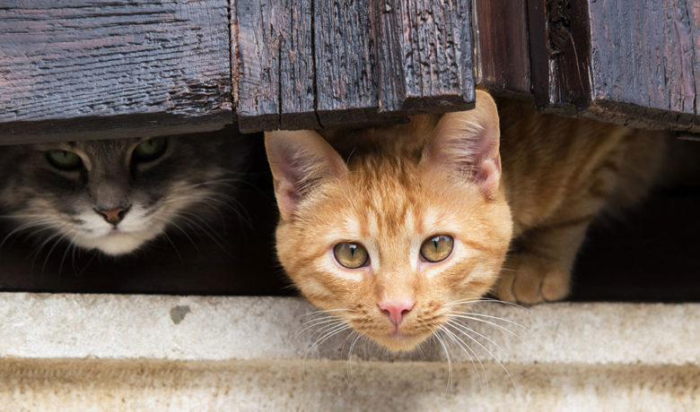 An Ordinance Addressing the City’s Community Cat Population Moves Forward