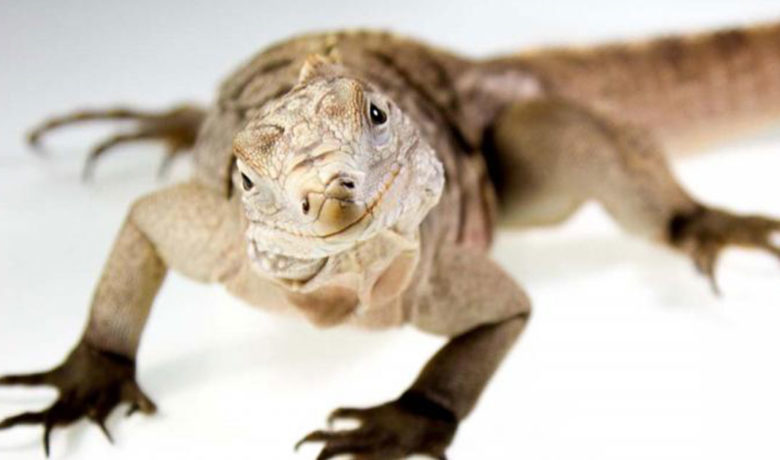 Libraries Kick Off Summer Reading Programs with Reptile Shows