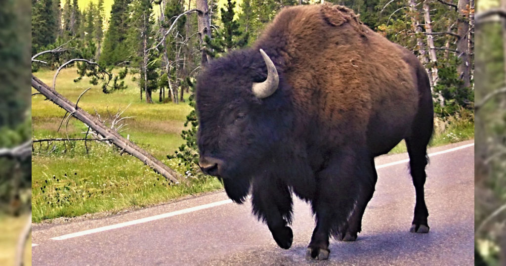 Colorado Man Gored by Bison in Yellowstone National Park