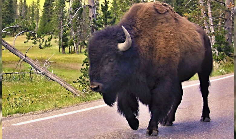 Colorado Man Gored by Bison in Yellowstone National Park