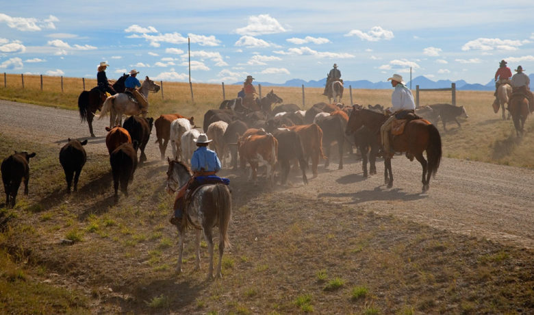Sublette County Prepares for Cattle Drive Traffic Impacts on Highway 191/189