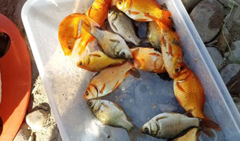 Game and Fish to Host Public Meeting on Bitter Creek Bark Park Pond Treatment Plans