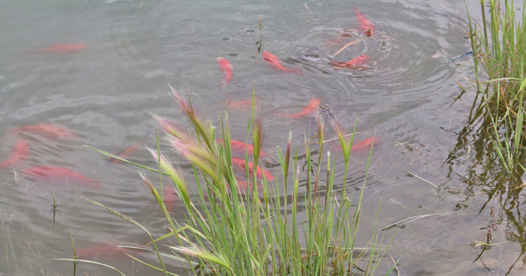 Dog Park Pond Goldfish Will Be Eradicated through Chemical Treatment Process