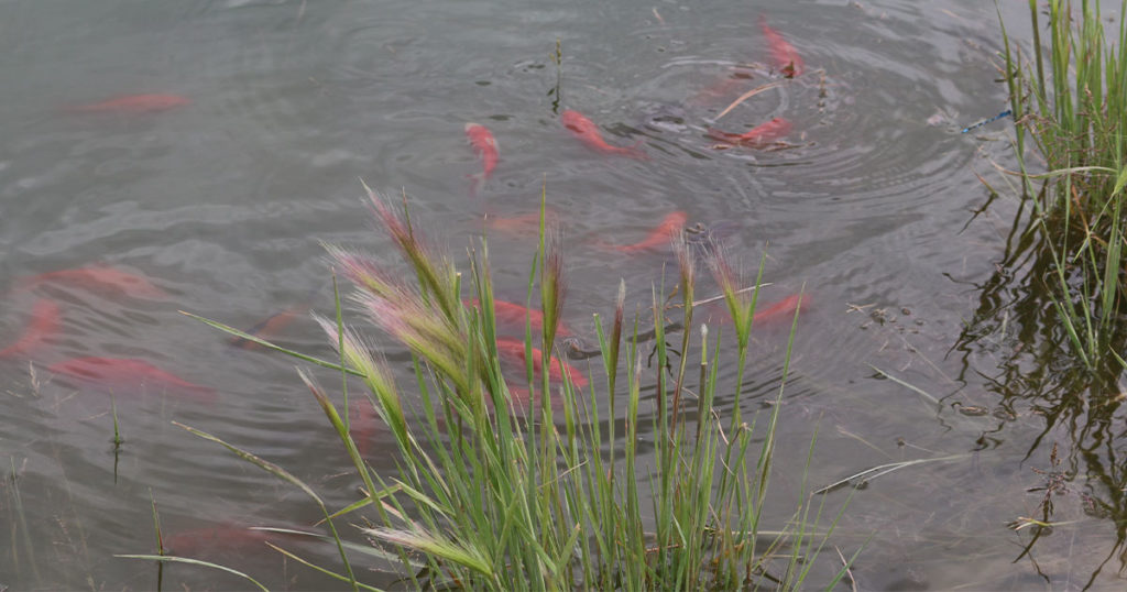 Dog Park Pond to Close for Goldfish Eradication
